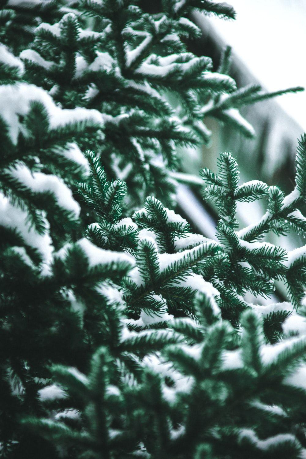 Pine Green Wallpapers Top Free Pine Green Backgrounds WallpaperAccess