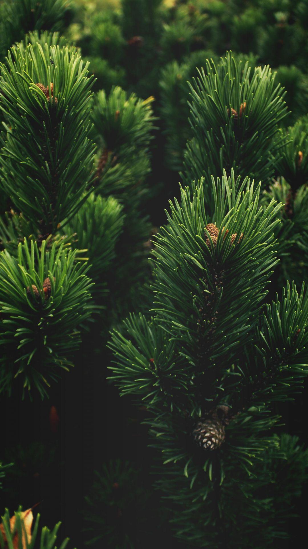 Pine Green Wallpapers Top Free Pine Green Backgrounds WallpaperAccess