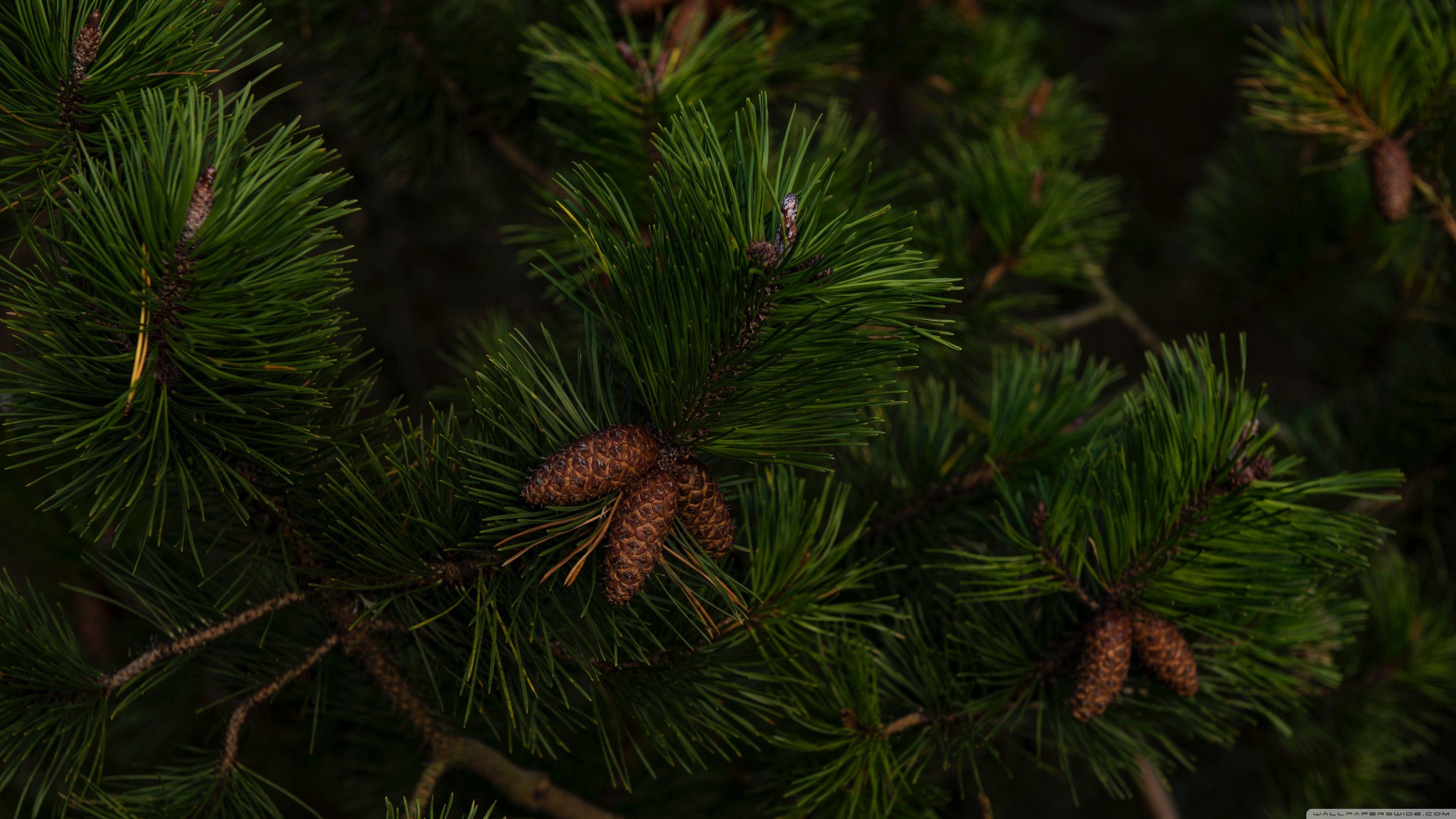 4K Pine Wallpapers Top Free 4K Pine Backgrounds WallpaperAccess