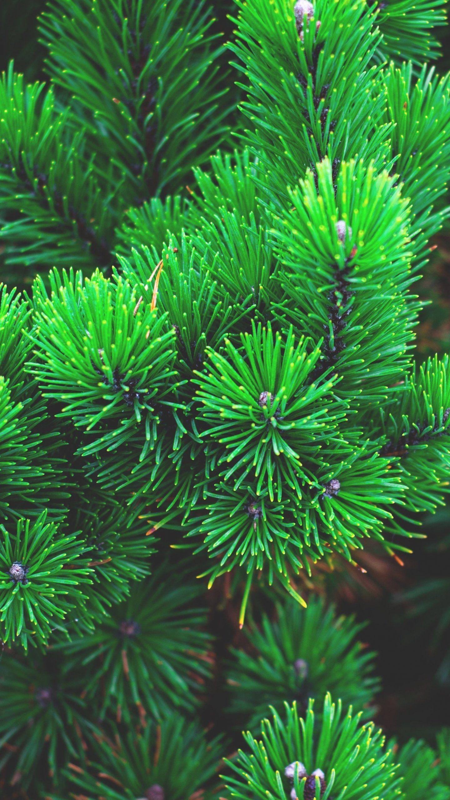 Pine Green Wallpapers Top Free Pine Green Backgrounds WallpaperAccess