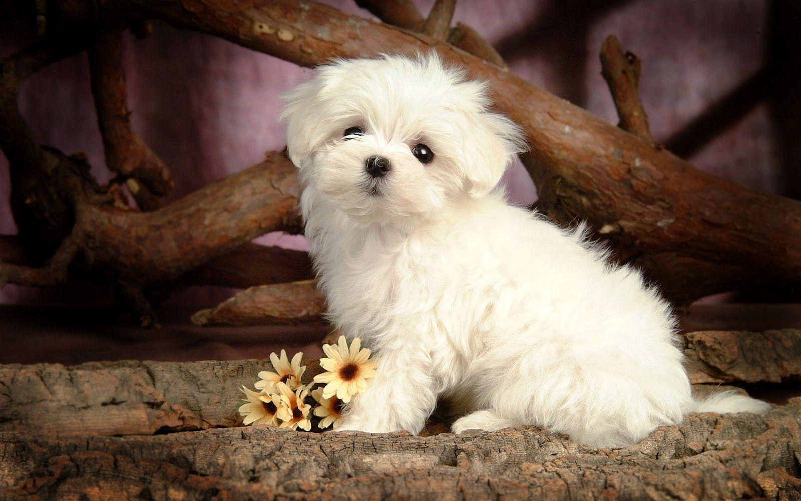 Cute Dog Wallpapers Top Free Cute Dog Backgrounds WallpaperAccess