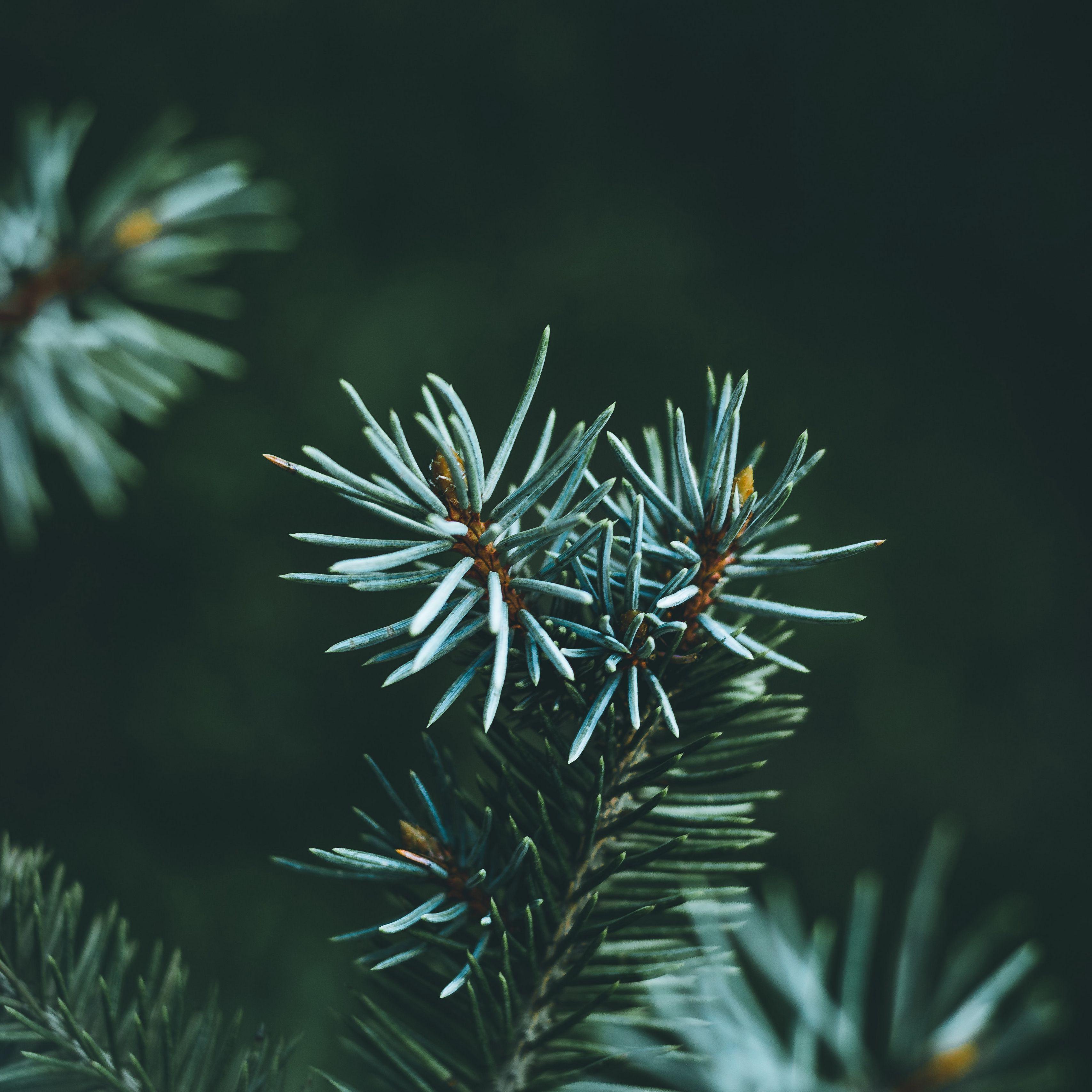 Pine Green Wallpapers Top Free Pine Green Backgrounds WallpaperAccess