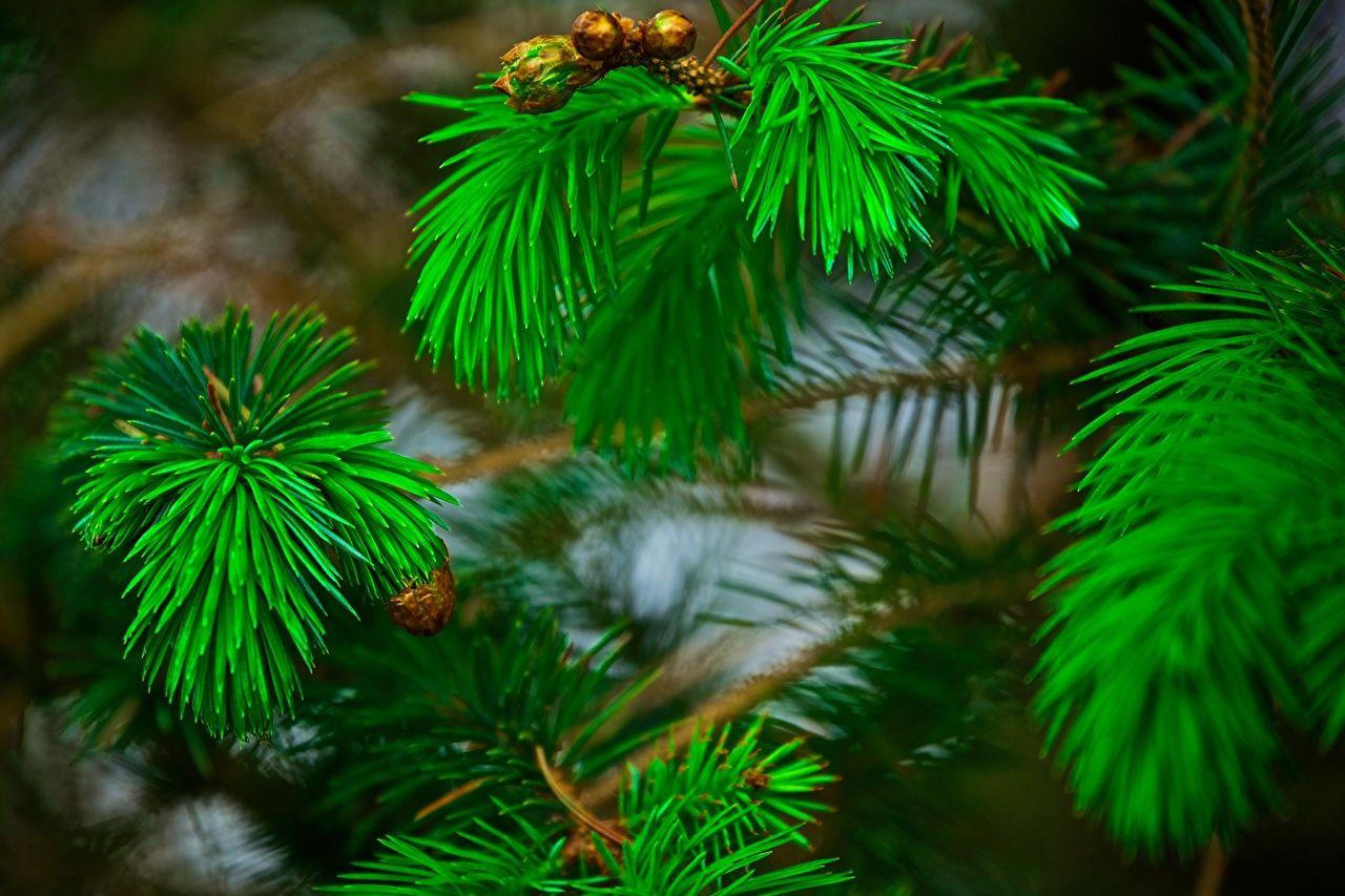 Pine Green Wallpapers Top Free Pine Green Backgrounds WallpaperAccess