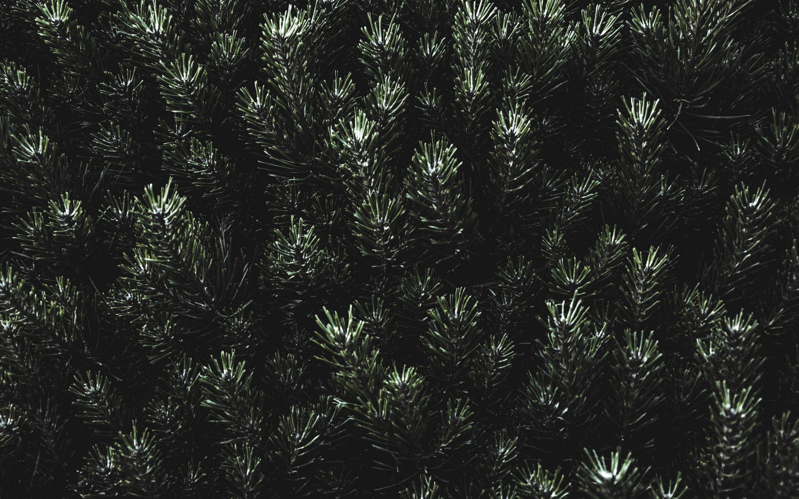 Pine Green Wallpapers Top Free Pine Green Backgrounds WallpaperAccess