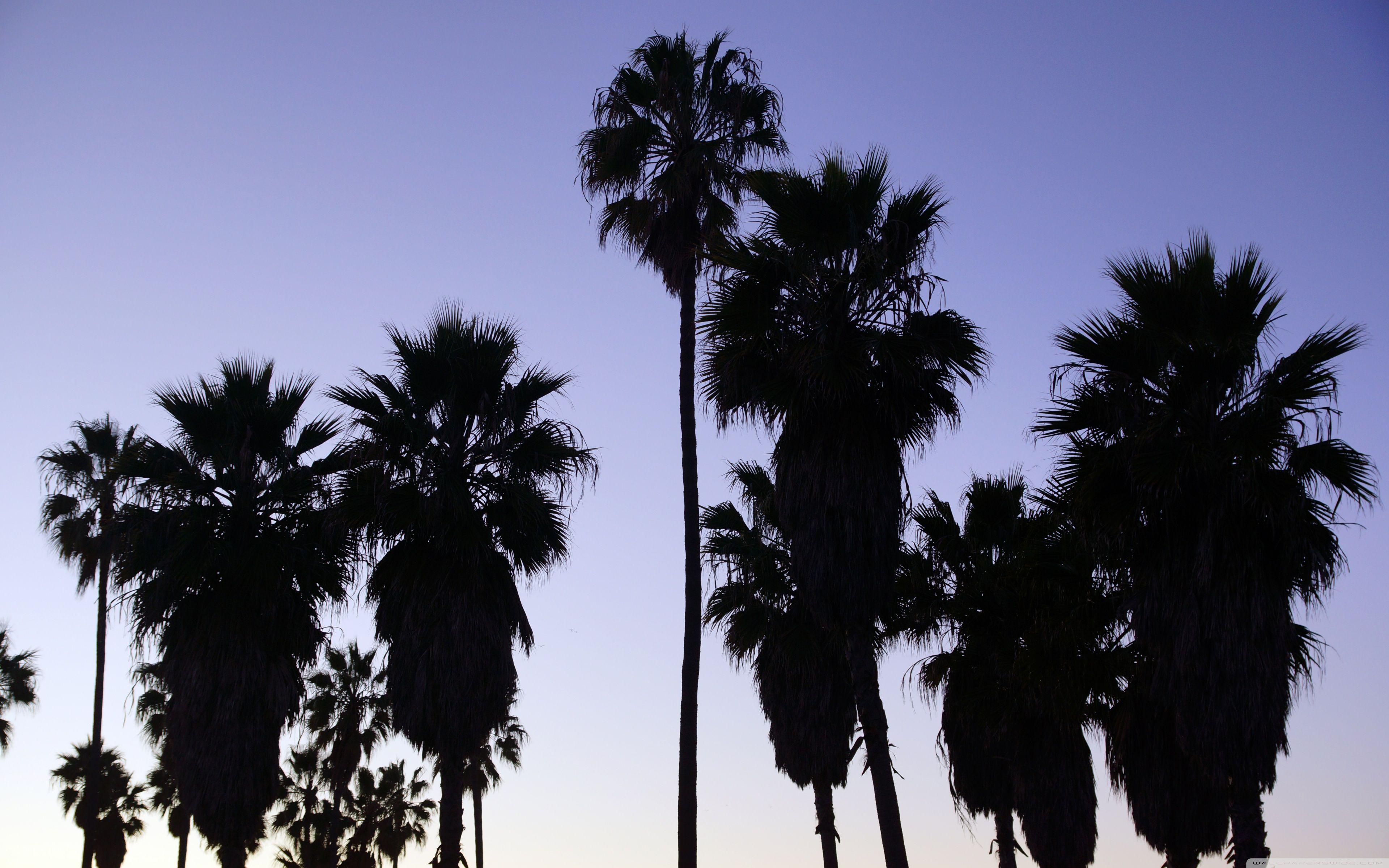 Los Angeles Palm Trees Wallpapers Top Free Los Angeles Palm Trees