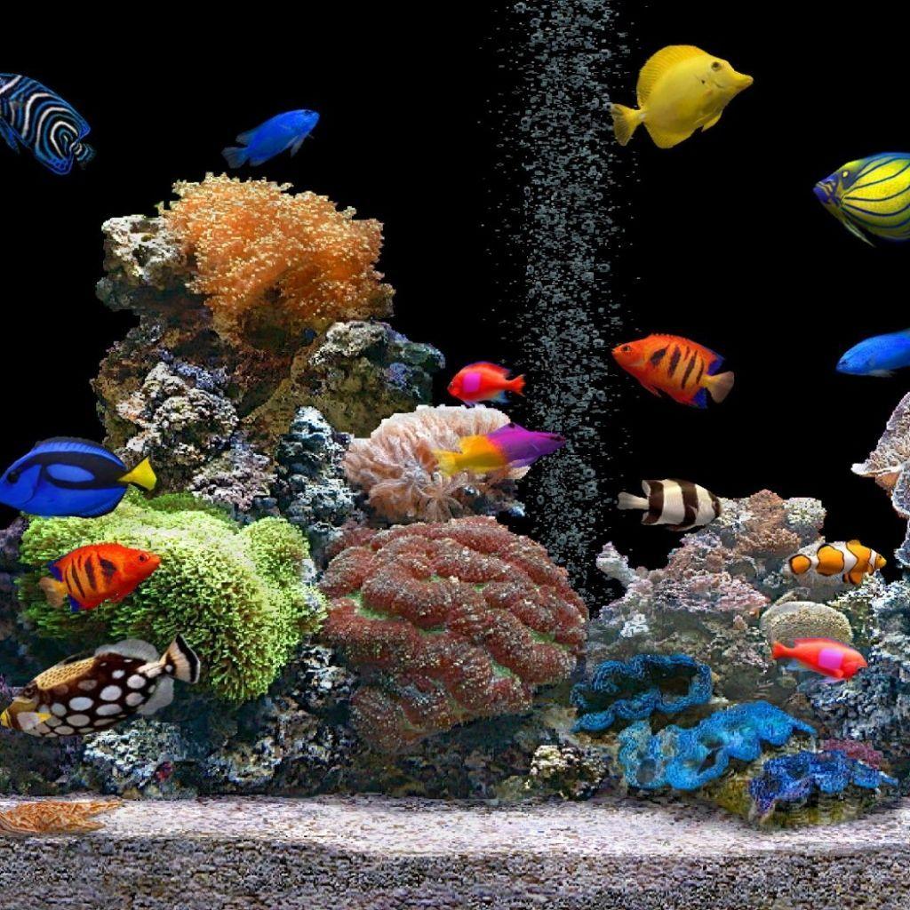 Aquarium Fish Tank Wallpapers Top Free Aquarium Fish Tank Backgrounds