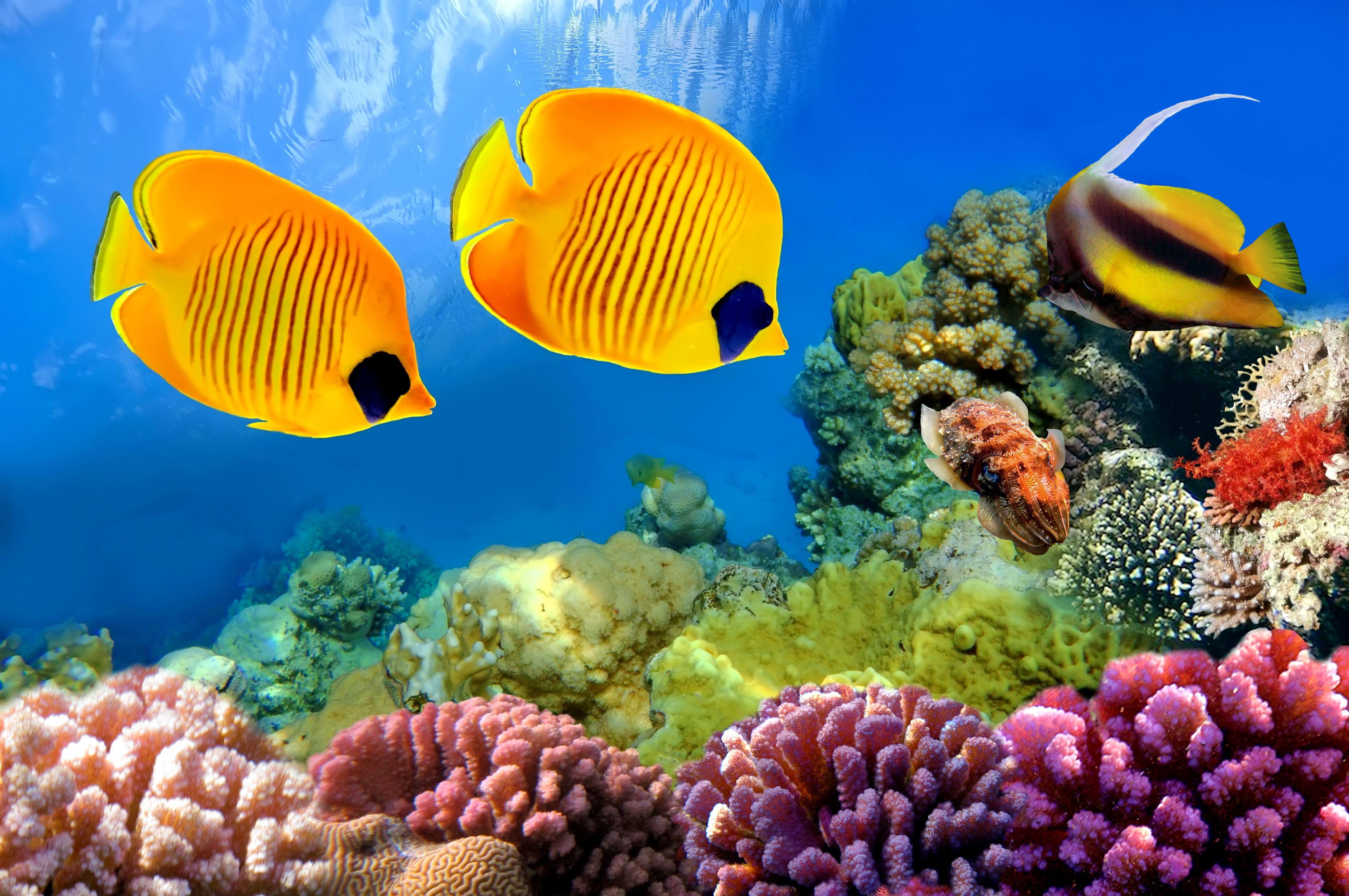 Aquarium Desktop Wallpapers Top Free Aquarium Desktop Backgrounds