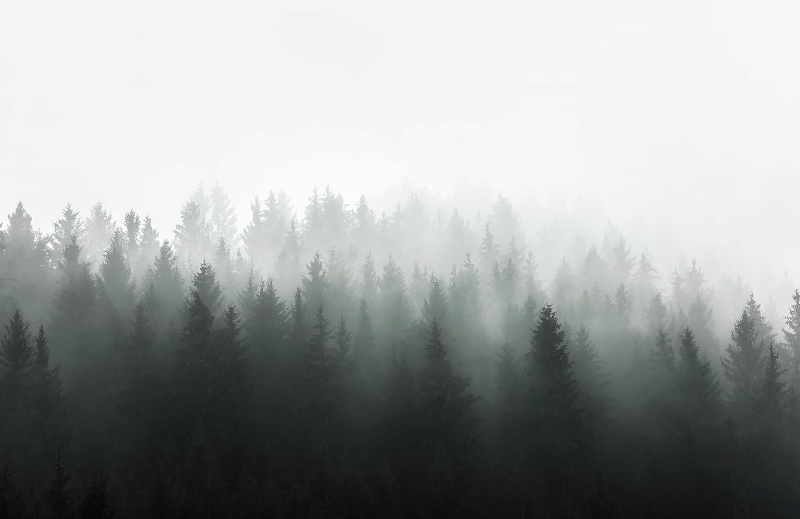 Grey Forest Wallpapers Top Free Grey Forest Backgrounds WallpaperAccess