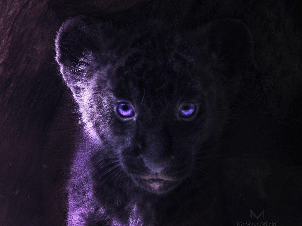 Black Lion 4K Wallpapers Top Free Black Lion 4K Backgrounds