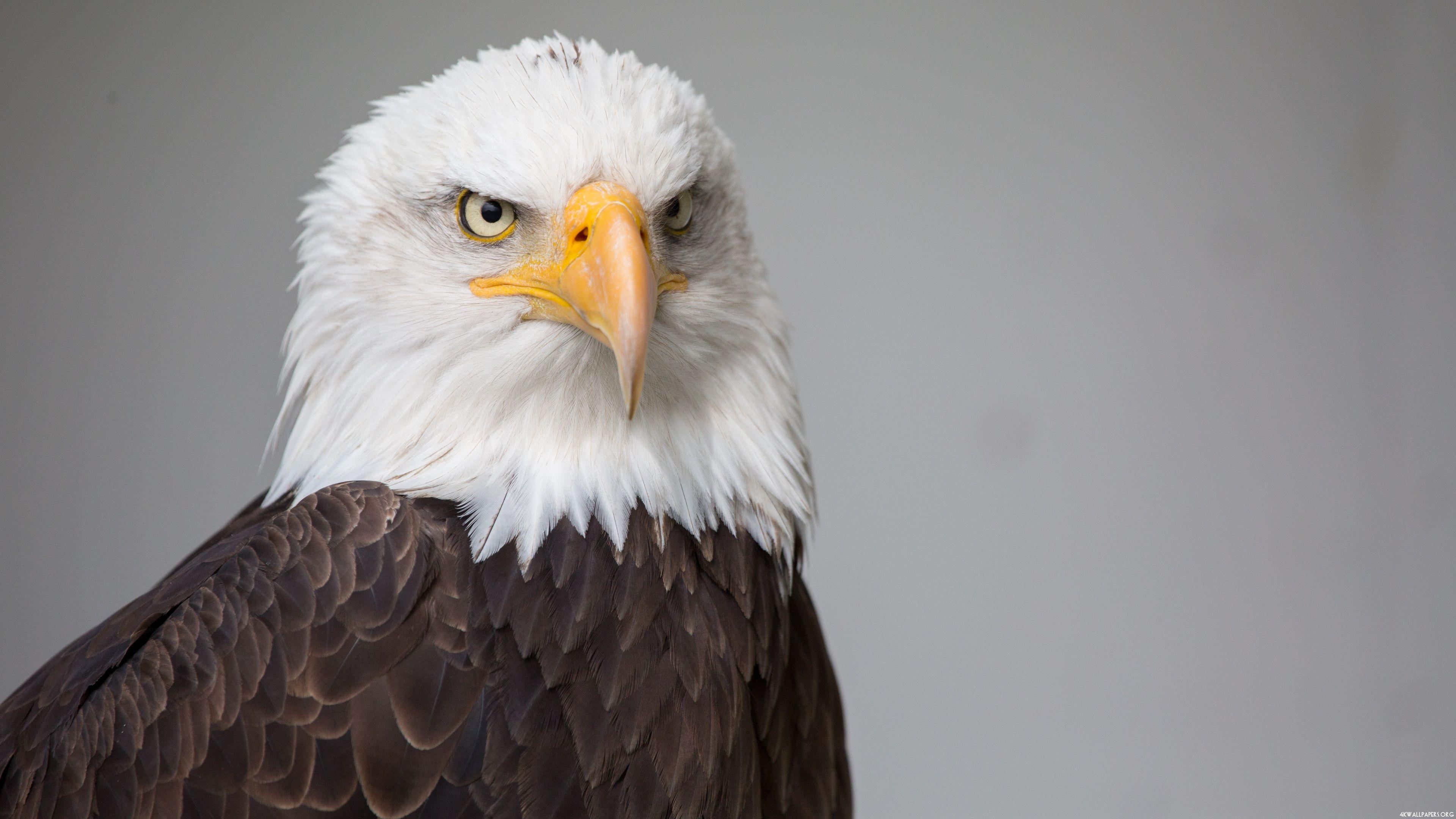 4K Eagle Wallpapers Top Free 4K Eagle Backgrounds WallpaperAccess