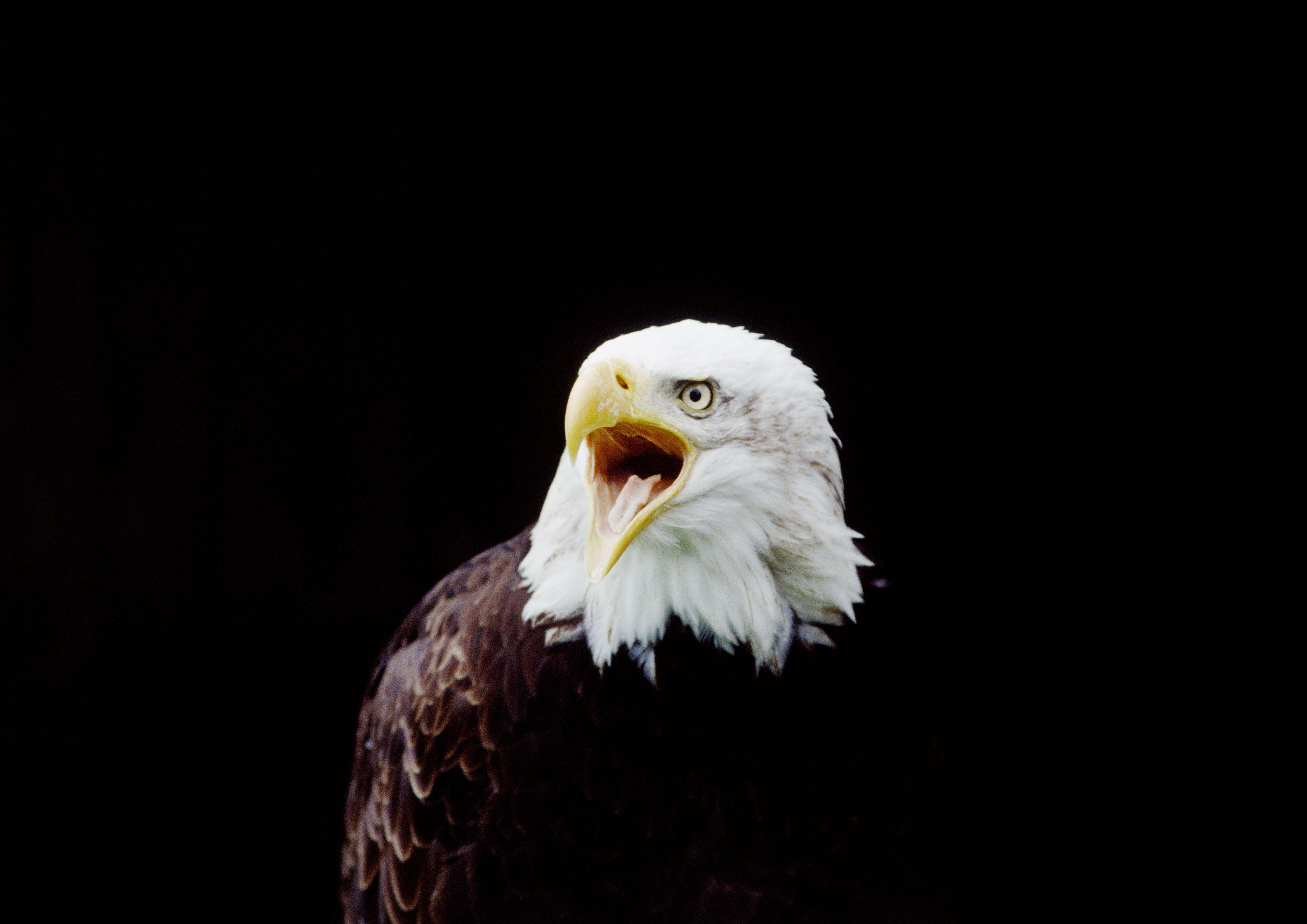 4K Eagle Wallpapers Top Free 4K Eagle Backgrounds WallpaperAccess