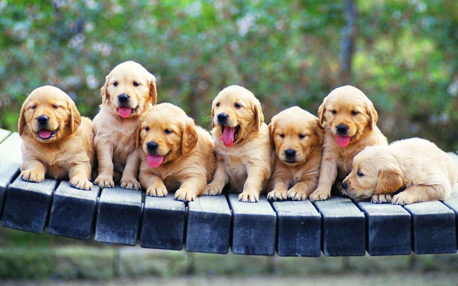 4K Puppy Wallpapers Top Free 4K Puppy Backgrounds WallpaperAccess