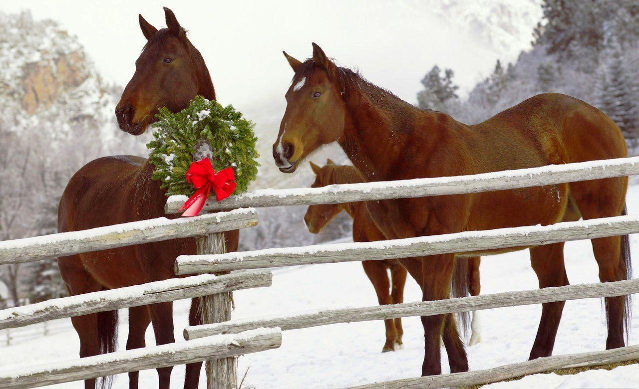 Christmas Horse Wallpapers Top Free Christmas Horse Backgrounds
