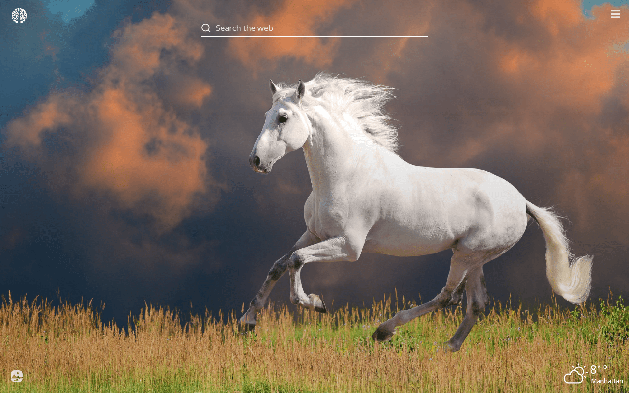 White Horse HD Wallpapers Top Free White Horse HD Backgrounds