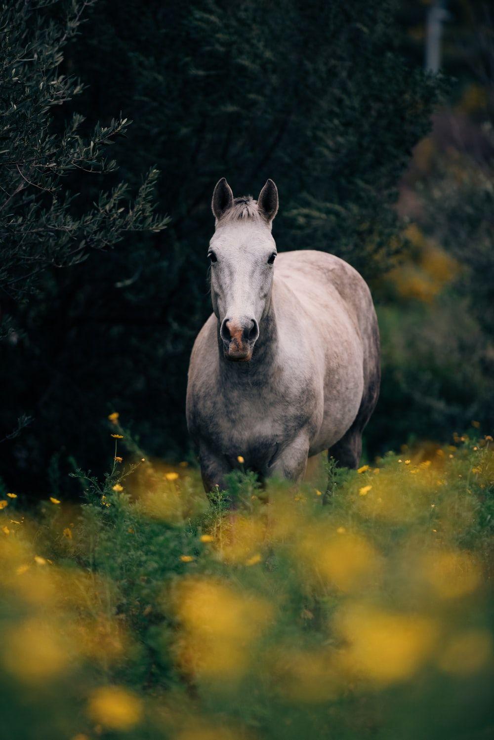 Horse Nature Wallpapers Top Free Horse Nature Backgrounds