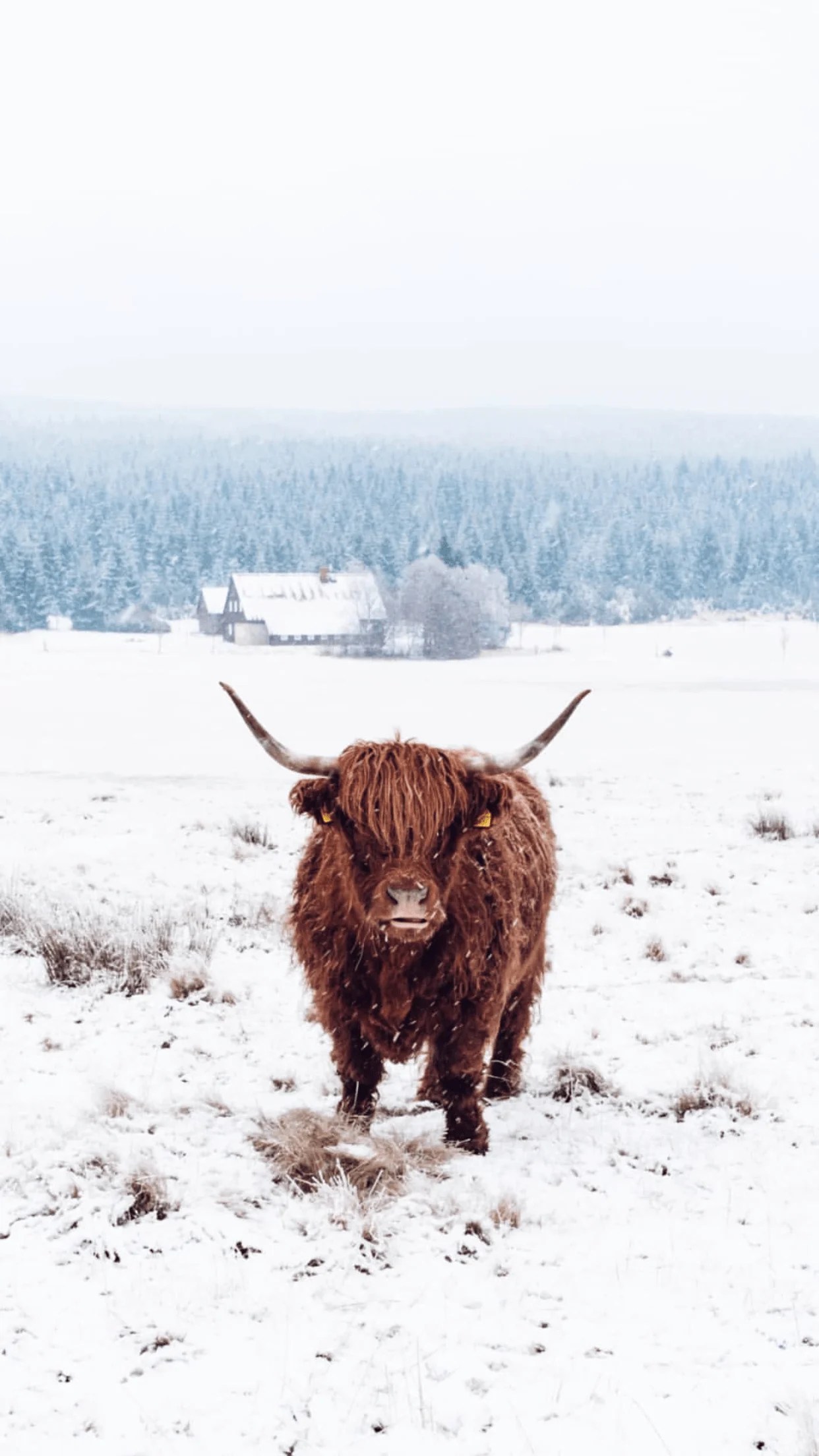 Highland Cow Wallpapers Top Free Highland Cow Backgrounds