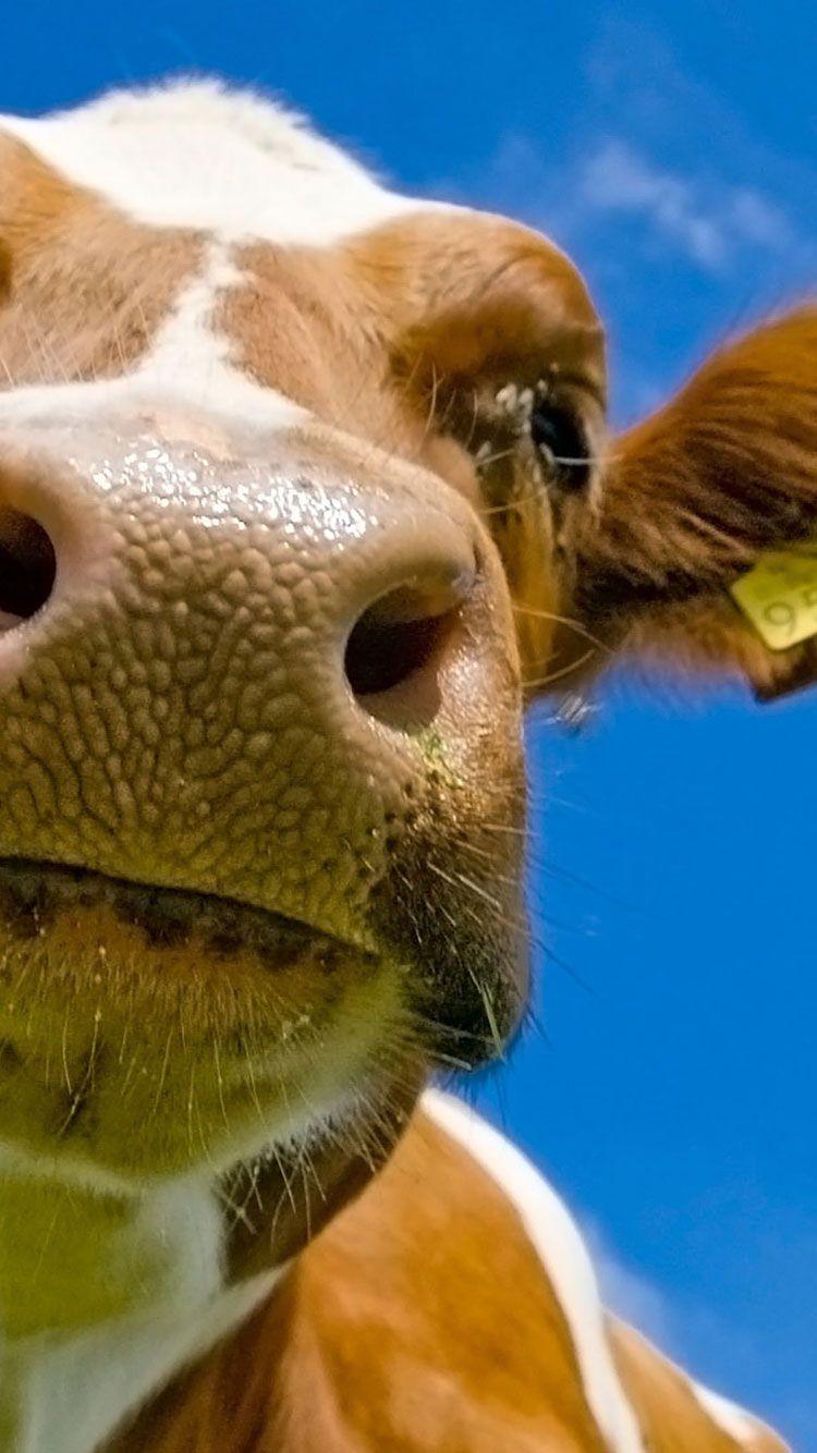 Cute Cow iPhone Wallpapers Top Free Cute Cow iPhone Backgrounds