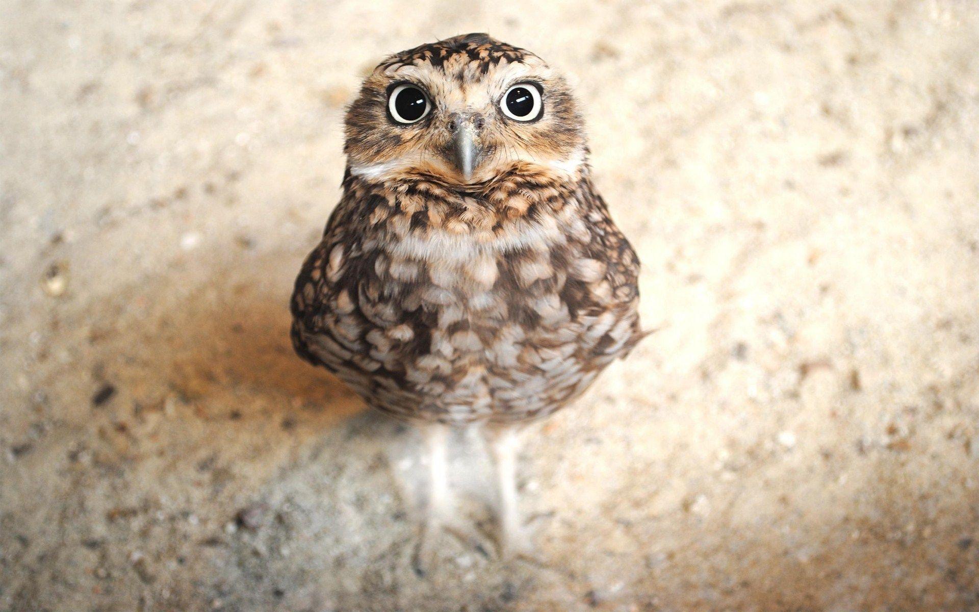 Cute Baby Owl Wallpapers Top Free Cute Baby Owl Backgrounds