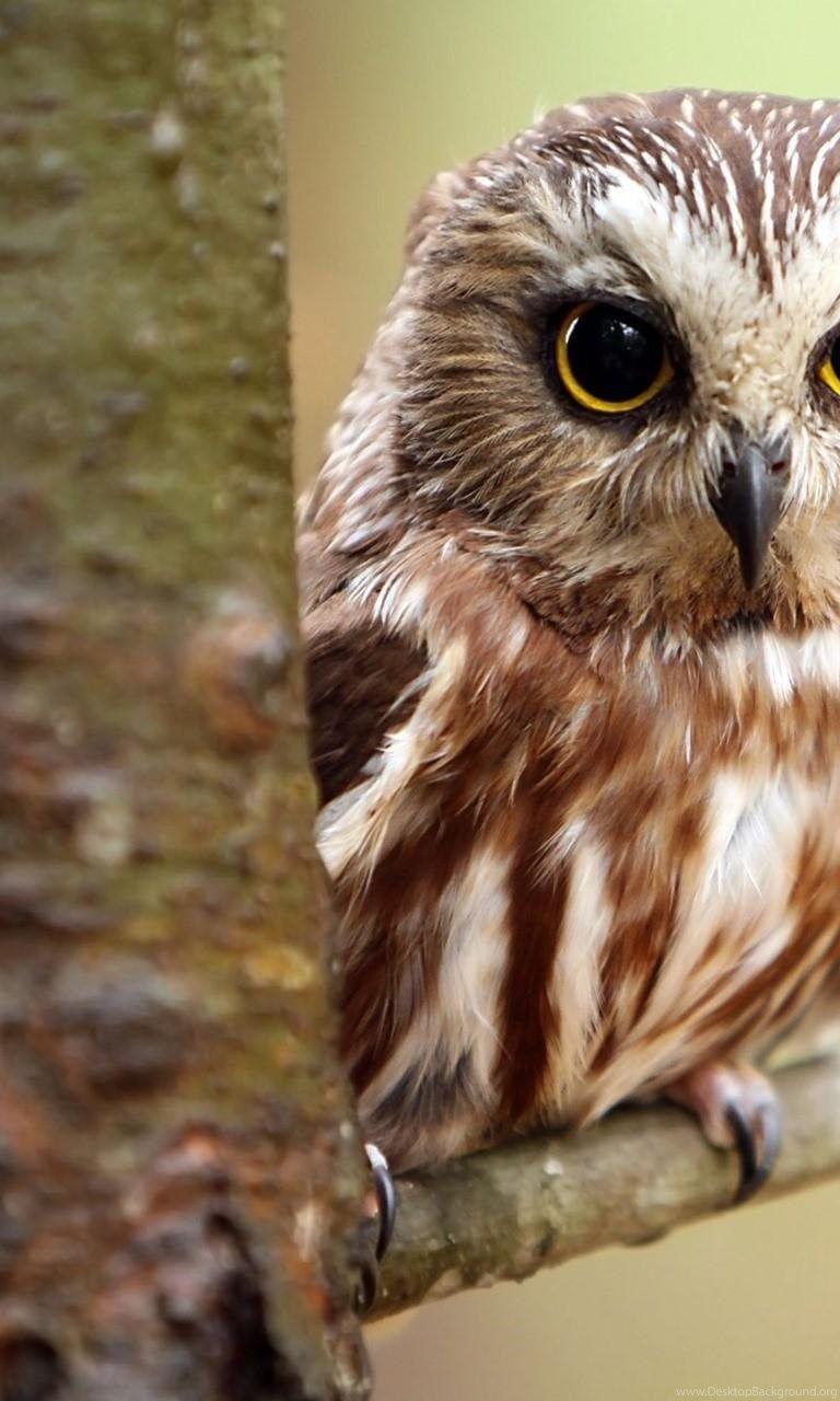 Cute Baby Owl Wallpapers Top Free Cute Baby Owl Backgrounds