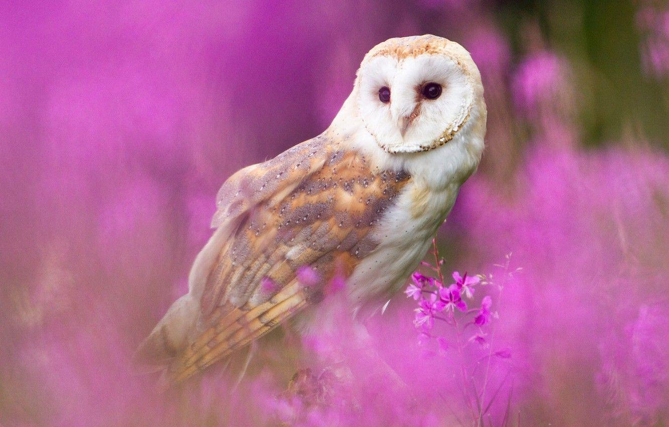 Pink Owl Wallpapers Top Free Pink Owl Backgrounds WallpaperAccess