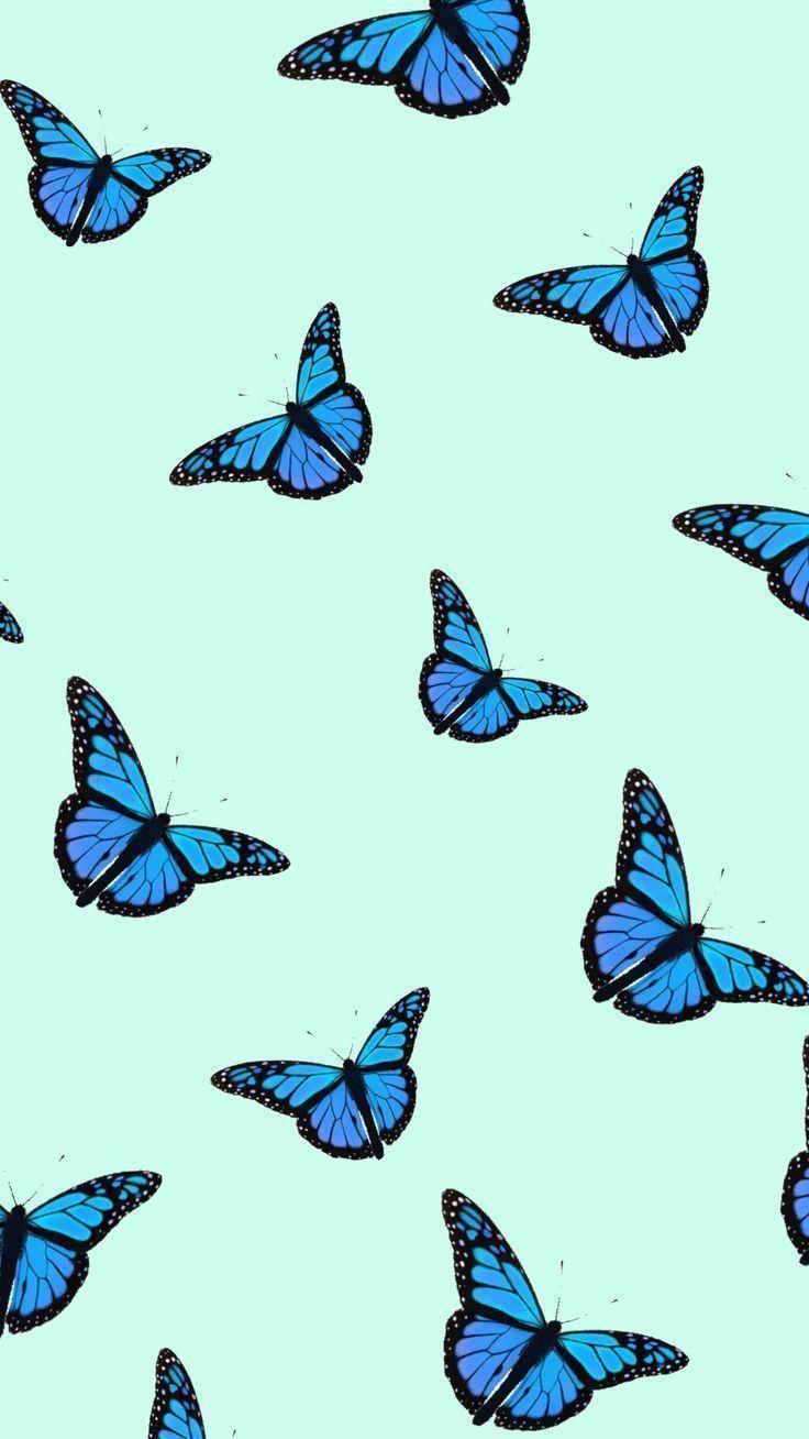 Blue Butterfly Aesthetic Wallpapers Top Free Blue Butterfly Aesthetic Backgrounds