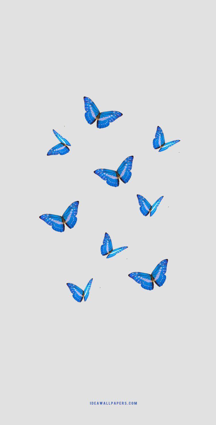Blue Butterfly Aesthetic Wallpapers Top Free Blue Butterfly Aesthetic