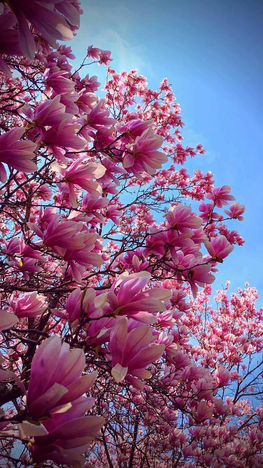 Flower Trees Wallpapers Top Free Flower Trees Backgrounds