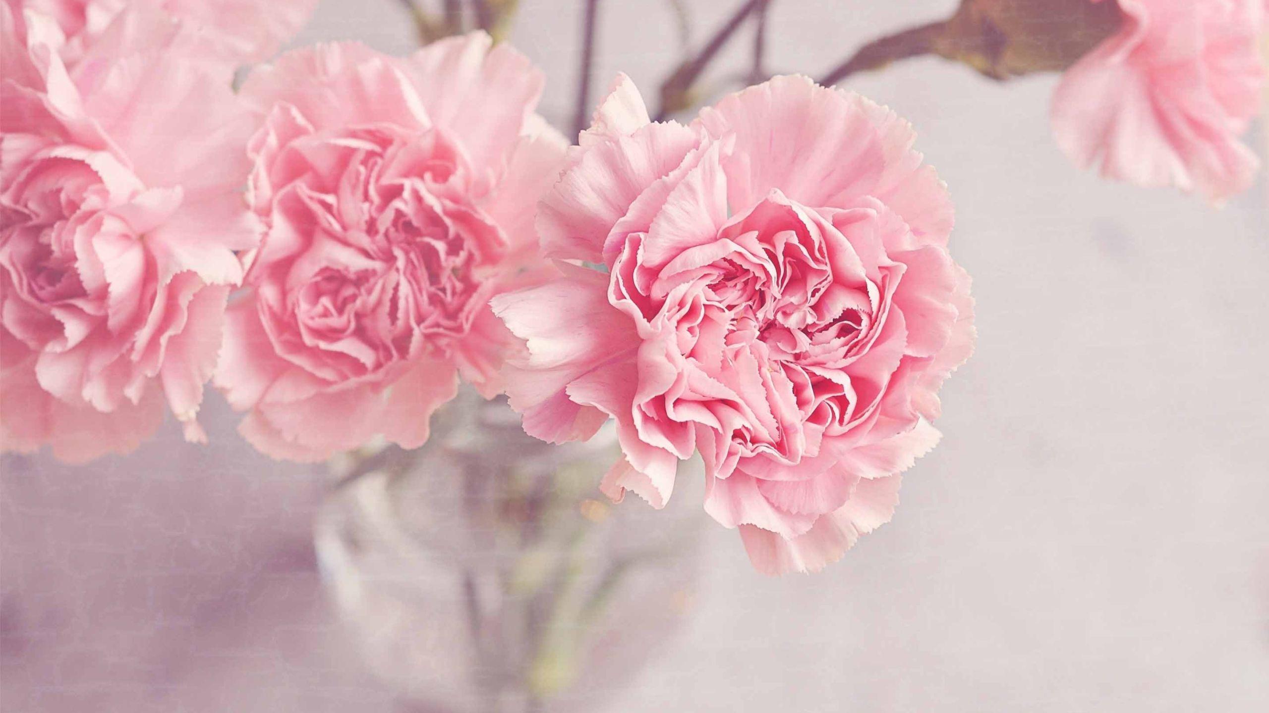 Light Pink Flower Wallpapers Top Free Light Pink Flower Backgrounds WallpaperAccess