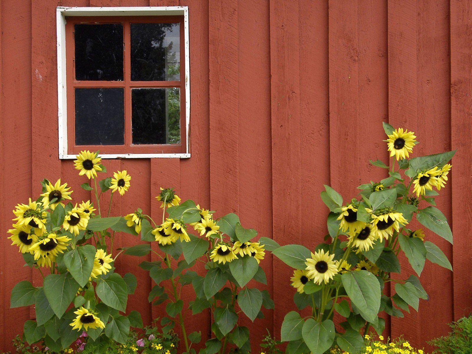 Rustic Sunflower Wallpapers Top Free Rustic Sunflower Backgrounds