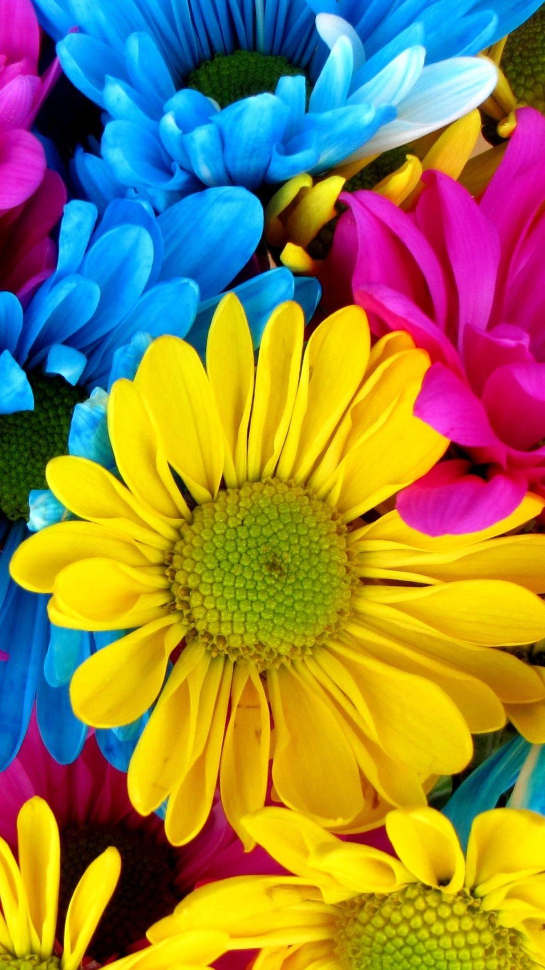 Colorful Daisies Wallpapers Top Free Colorful Daisies Backgrounds