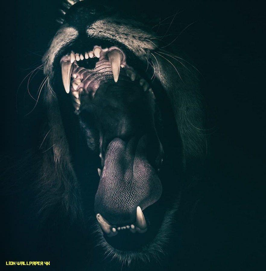 Black Lion 4K Wallpapers Top Free Black Lion 4K Backgrounds