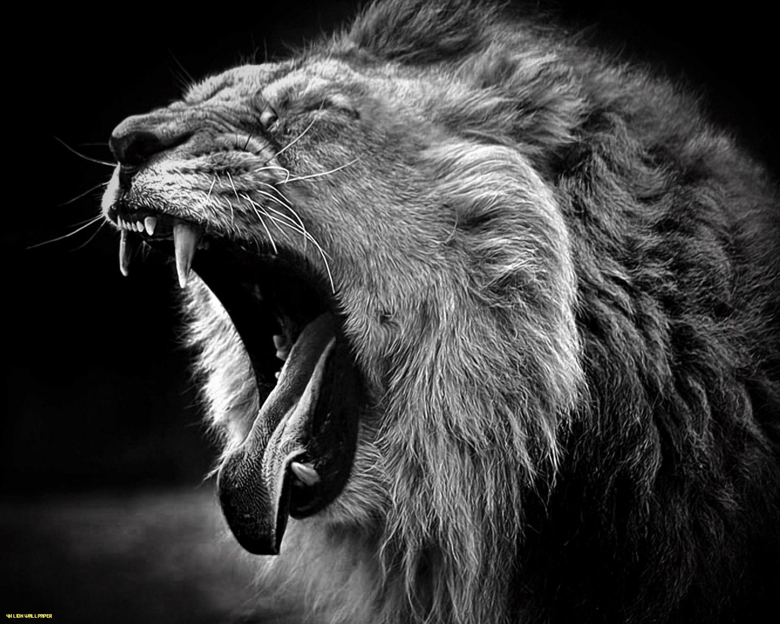 Black Lion 4K Wallpapers Top Free Black Lion 4K Backgrounds