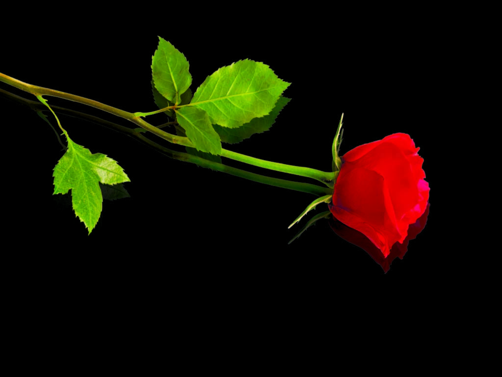 Sad Rose Wallpapers Top Free Sad Rose Backgrounds WallpaperAccess