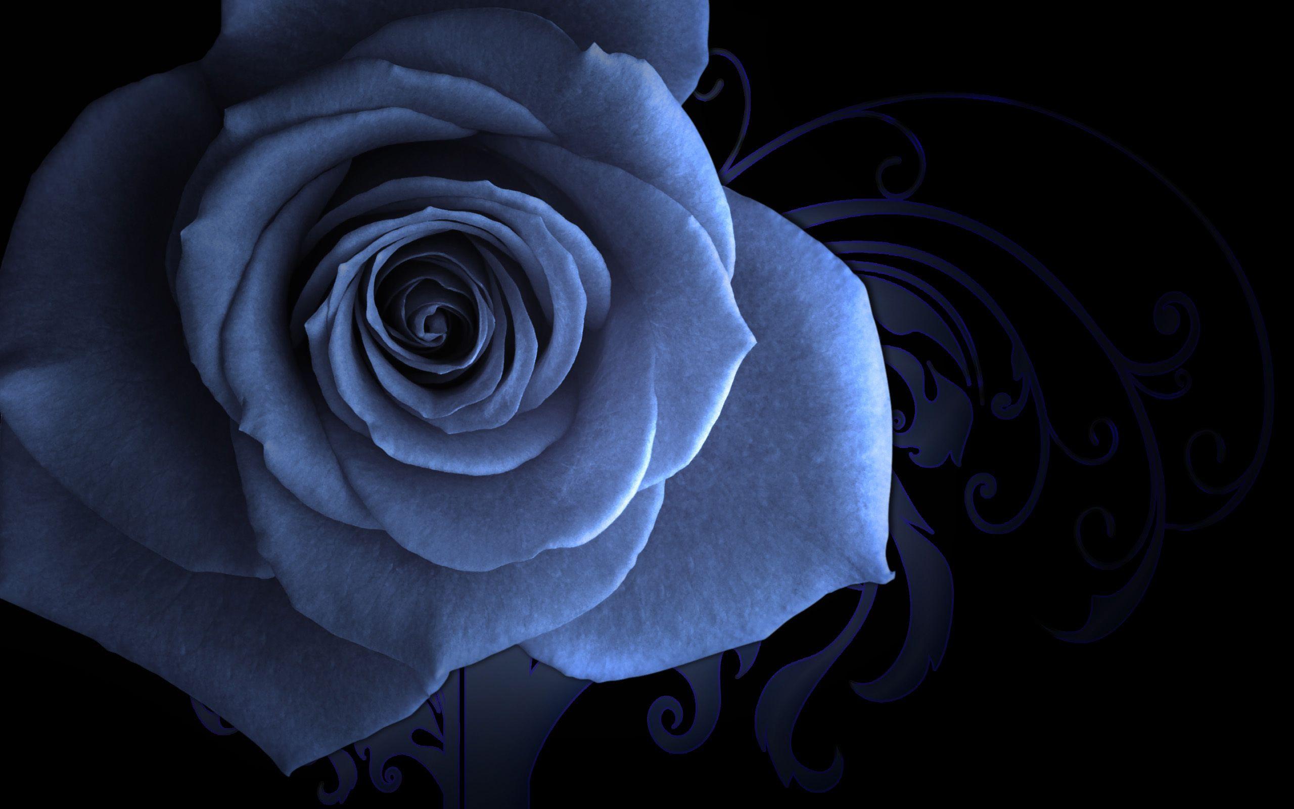 Sad Rose Wallpapers Top Free Sad Rose Backgrounds WallpaperAccess