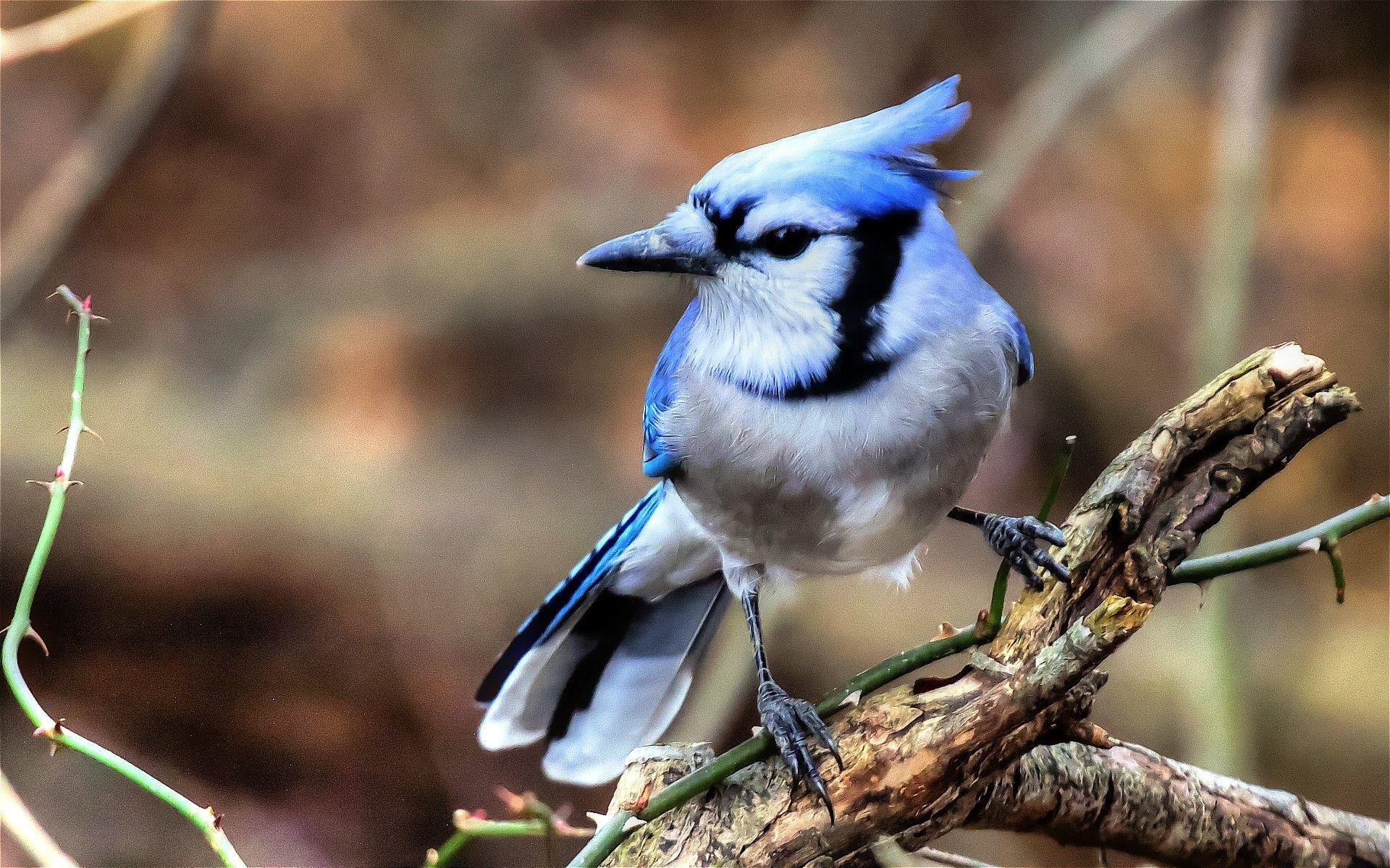 Blue Jay Wallpapers Top Free Blue Jay Backgrounds WallpaperAccess