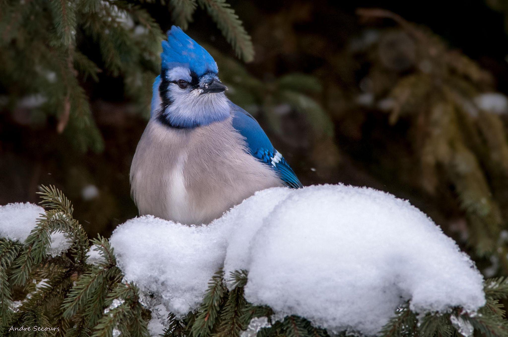 Blue Jay Wallpapers Top Free Blue Jay Backgrounds WallpaperAccess