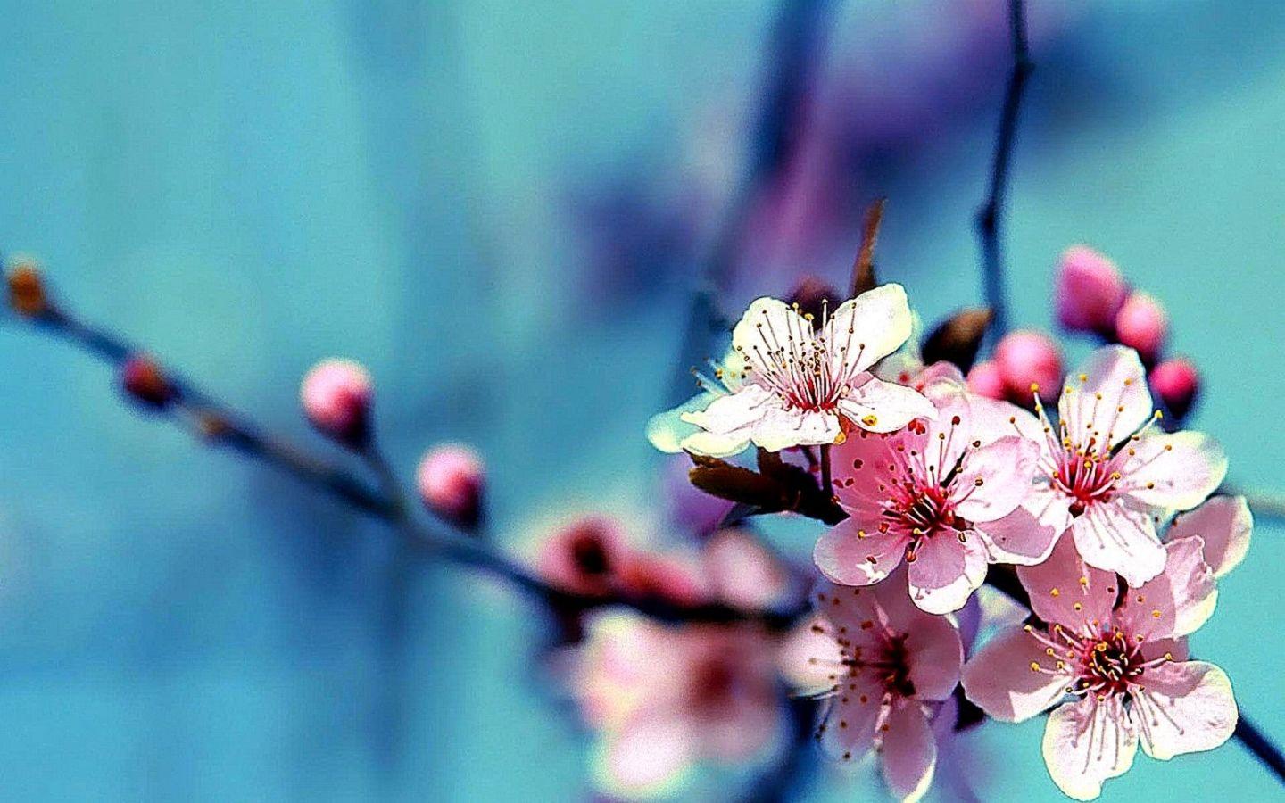 May Flowers Wallpapers Top Free May Flowers Backgrounds WallpaperAccess