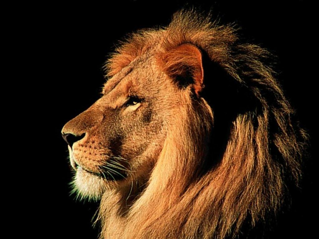 Mac OS X Lion Wallpapers Top Free Mac OS X Lion Backgrounds WallpaperAccess