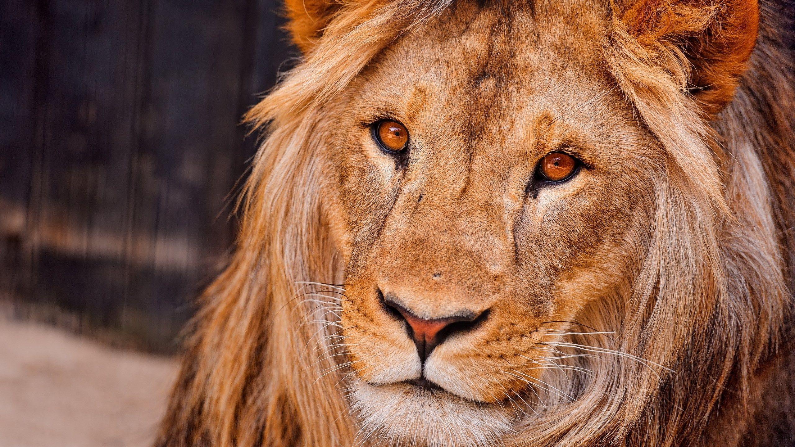 Apple Lion Wallpapers Top Free Apple Lion Backgrounds WallpaperAccess