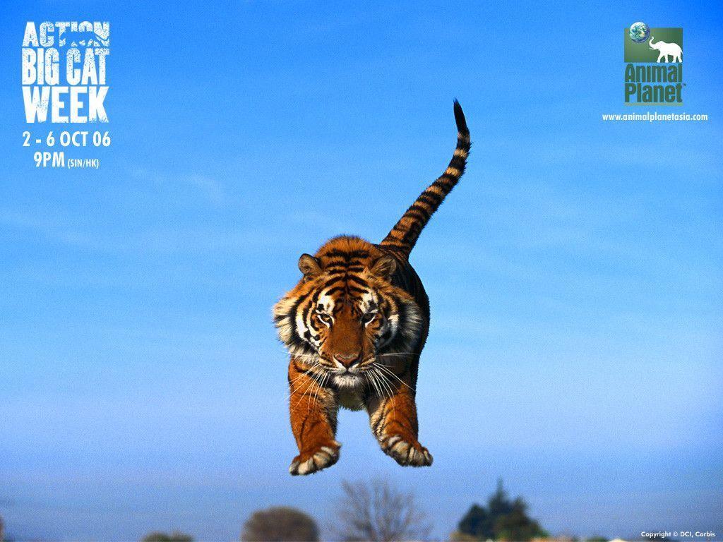 Animal Wallpapers Top Free Animal Backgrounds