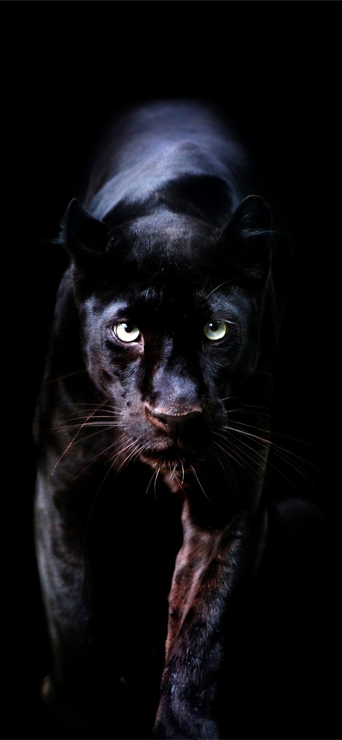 Black Tiger iPhone Wallpapers Top Free Black Tiger iPhone Backgrounds WallpaperAccess