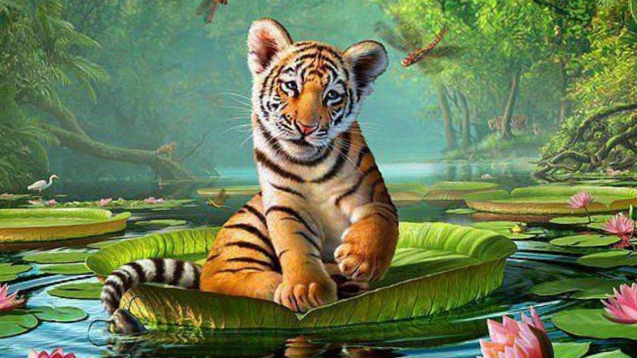 Animal Wallpapers Top Free Animal Backgrounds