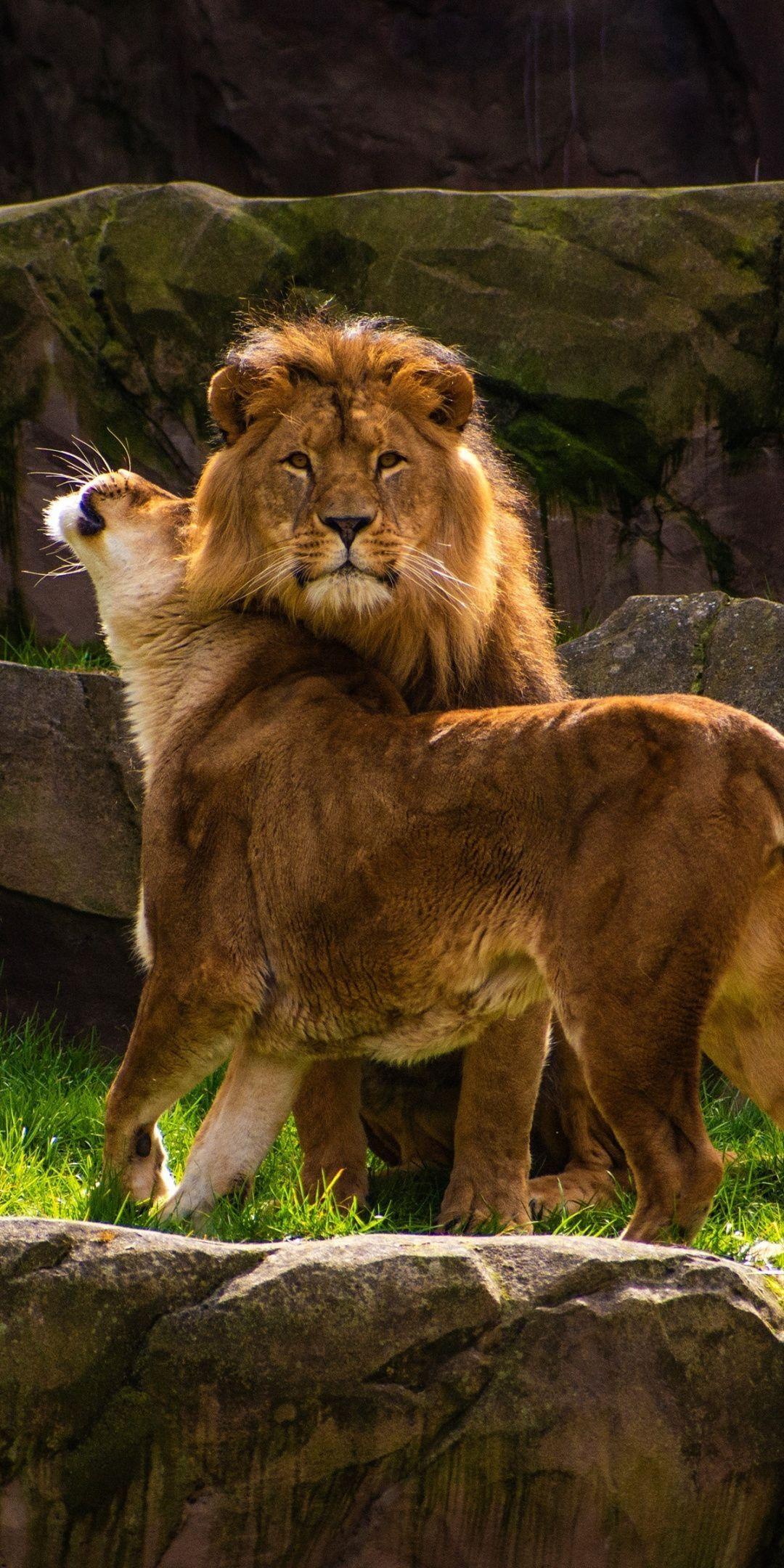 Animal Wallpapers Top Free Animal Backgrounds