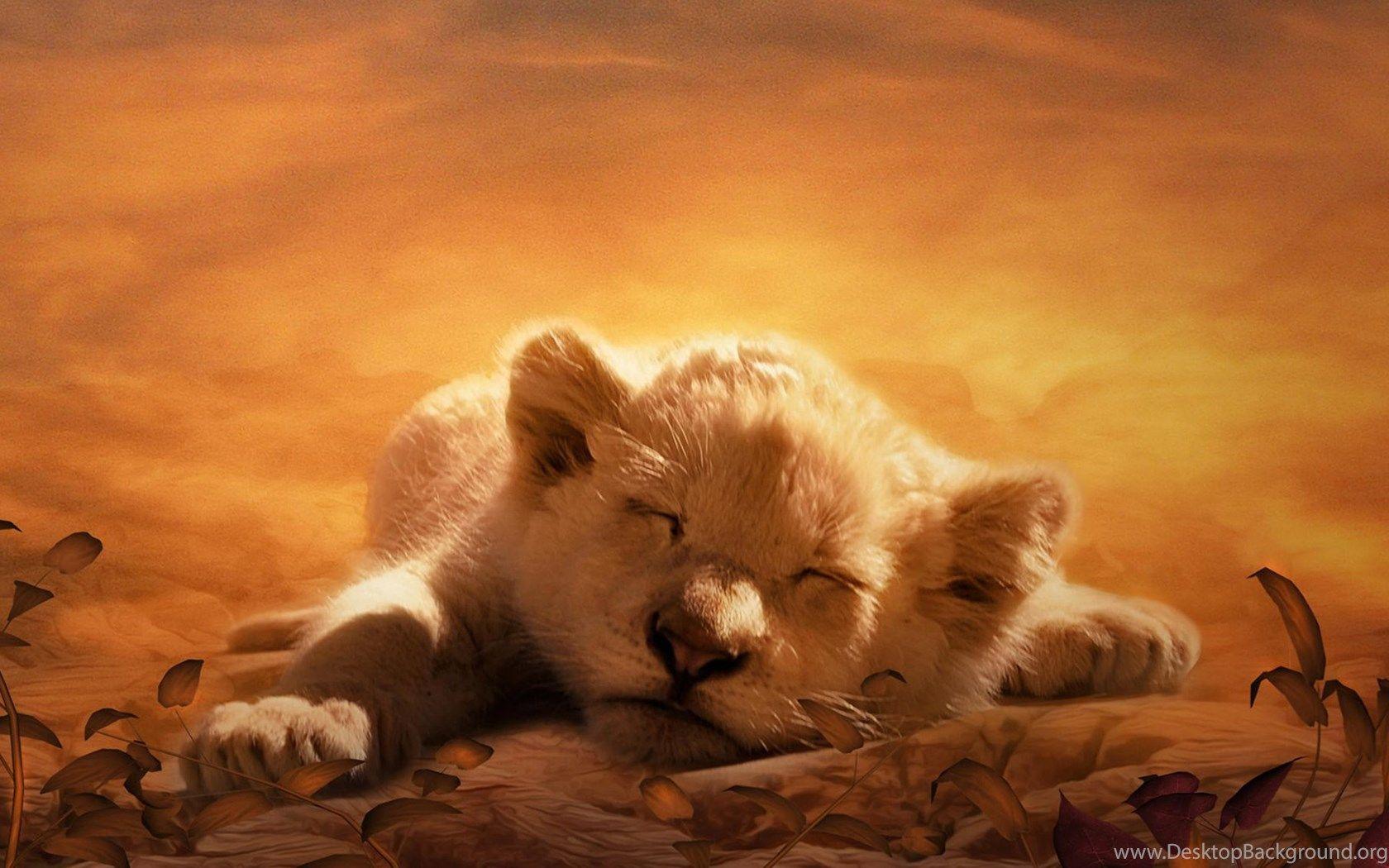 Animal Wallpapers Top Free Animal Backgrounds