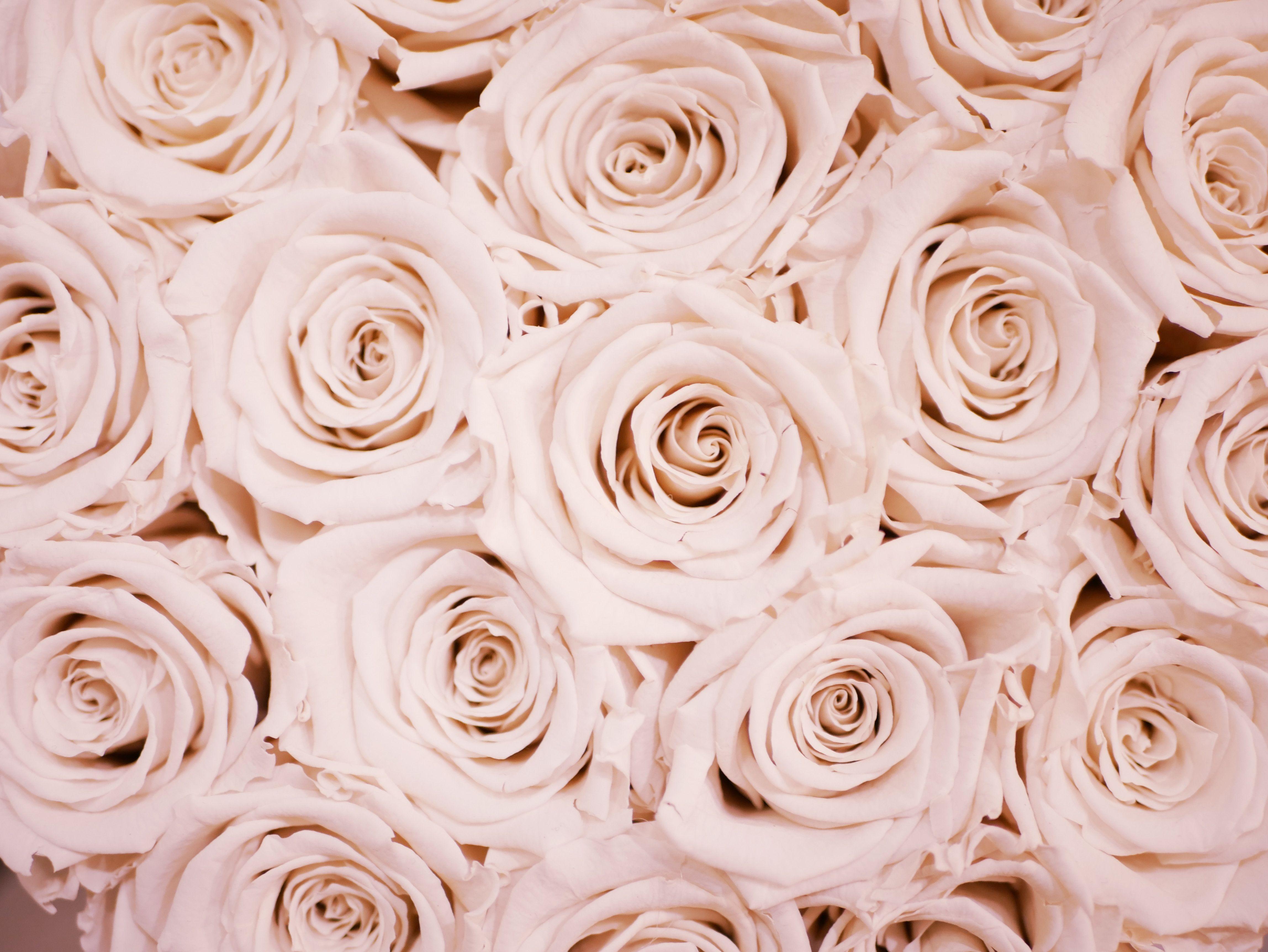 Blush Floral Wallpapers Top Free Blush Floral Backgrounds