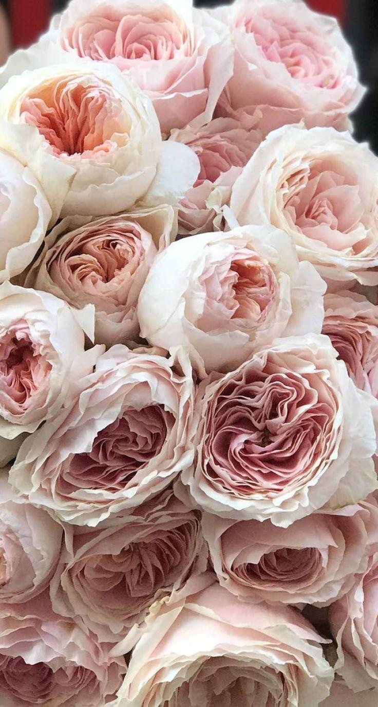 Blush Floral Wallpapers Top Free Blush Floral Backgrounds