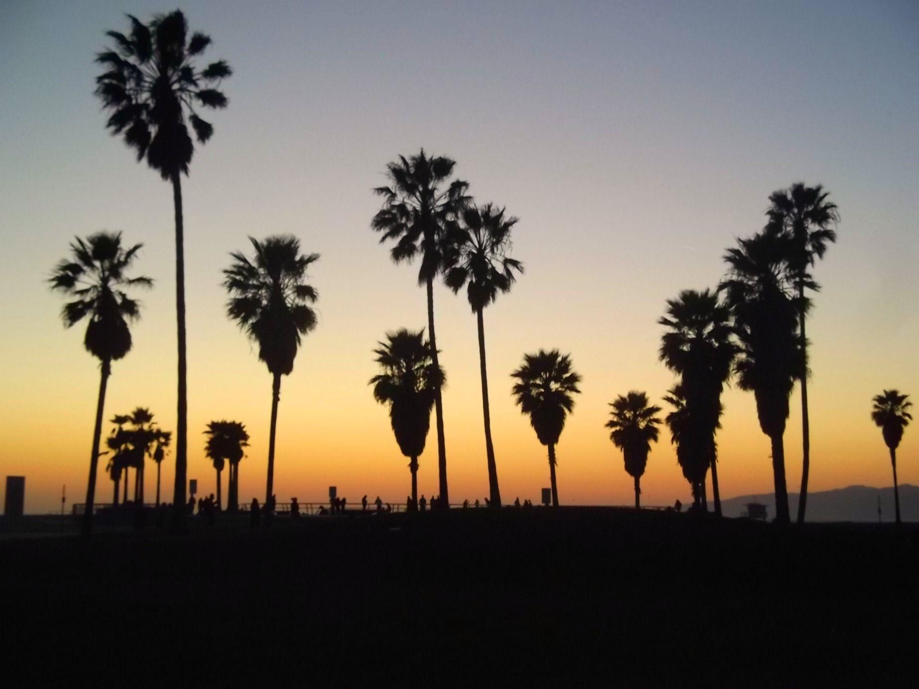 Los Angeles Palm Trees Wallpapers Top Free Los Angeles Palm Trees