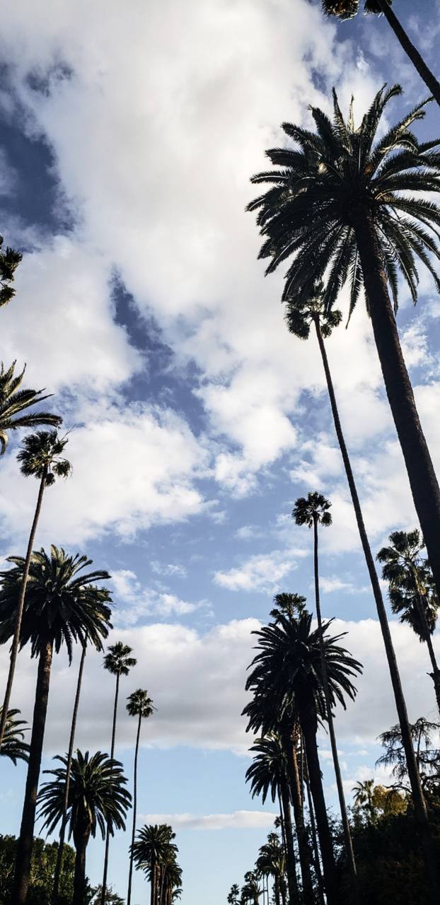 Los Angeles Palm Trees Wallpapers Top Free Los Angeles Palm Trees