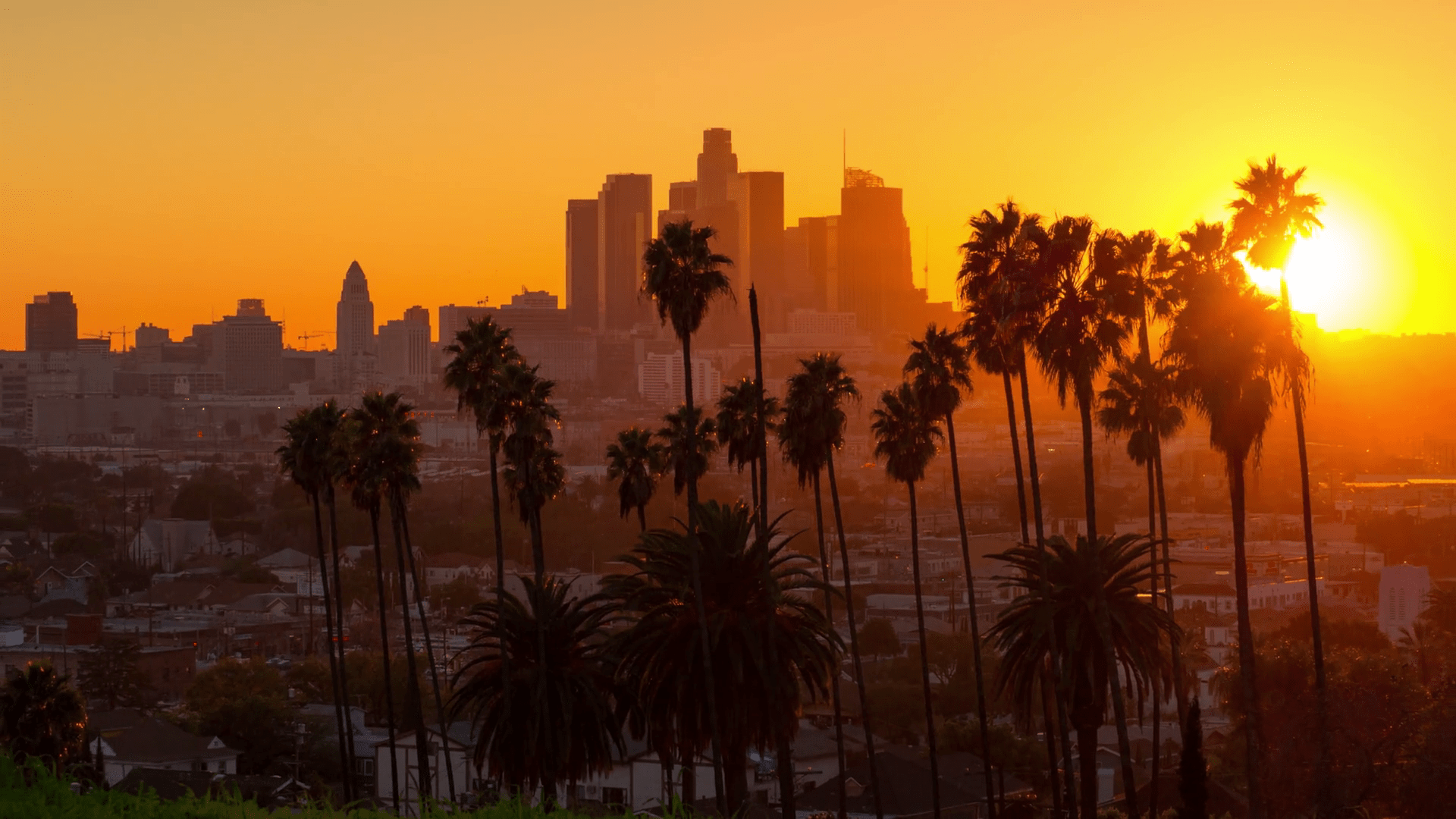 Los Angeles Palm Trees Wallpapers Top Free Los Angeles Palm Trees