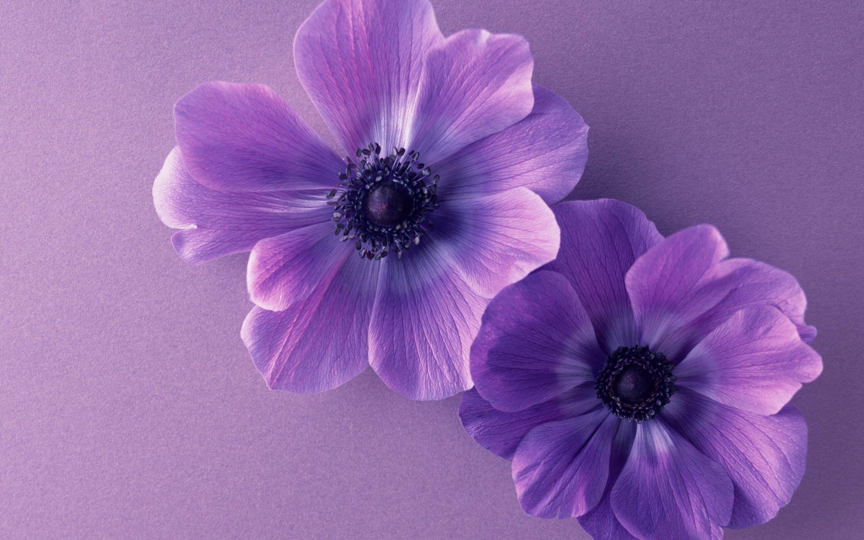 Purple HD Flower Wallpapers Top Free Purple HD Flower Backgrounds